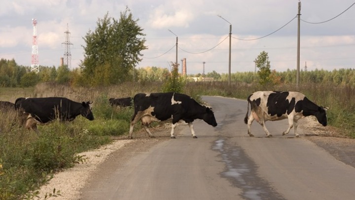 В Кузбассе в свободном доступе находились скотомогильники с сибирской язвой