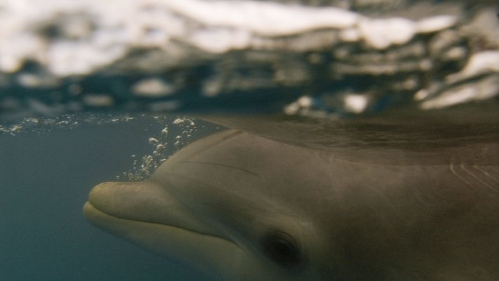 Дельфина с привязанным куском бетона выбросило на берег в Крыму