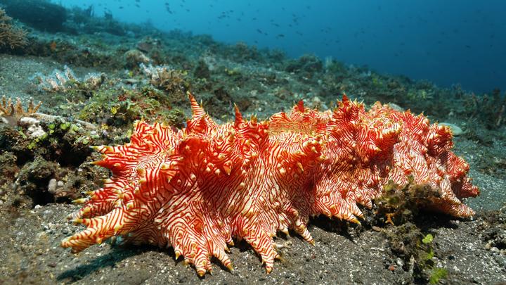 Морское существо из глубин Южного океана удивило учёных - видео