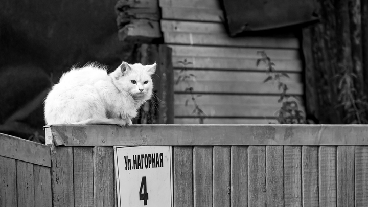 Федул Ветреник 18 апреля: кошку не впускать и не выпускать из дома