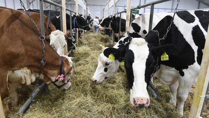 Агафья Коровница 18 февраля: кого женщине нужно убить, встретив на пути