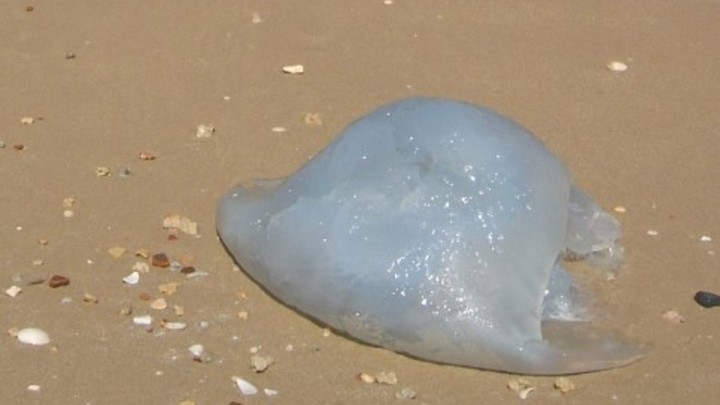 Большая популяция медуз осталась в Азовском море осенью