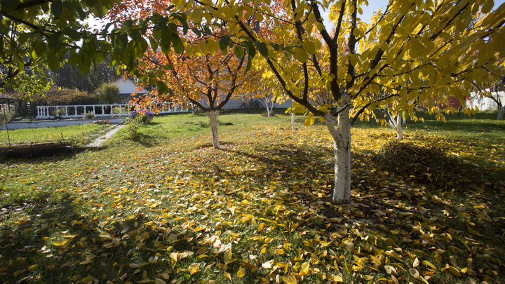 О гербариях пора забыть: Врач предупредила об опасности опавшей листвы О гербариях пора забыть: Врач предупредила об опасности опавшей листвы