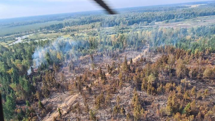 Названы округа в Подмосковье с самым большим количеством лесных пожаров