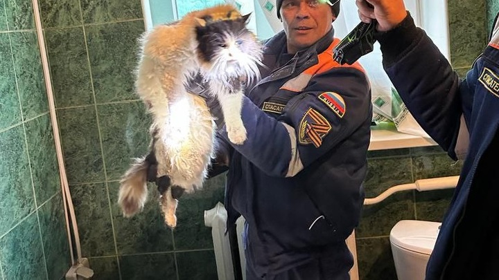 Застрял, как Винни-Пух: новороссийские спасатели вытащили кота из-под ванной