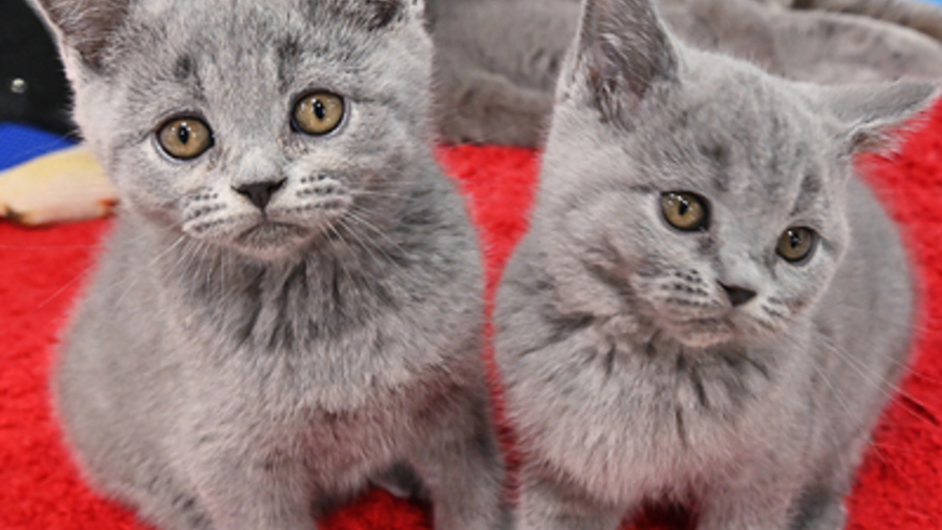 5 котят. Котята 5 штук. Пятеро котят. Котенок 5 дней фото. Как ухаживать за котёнком 2 месяца.