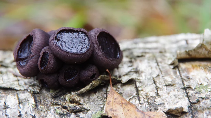 Загадка леса: что за жуткие угольные блюдца растут под Серпуховом