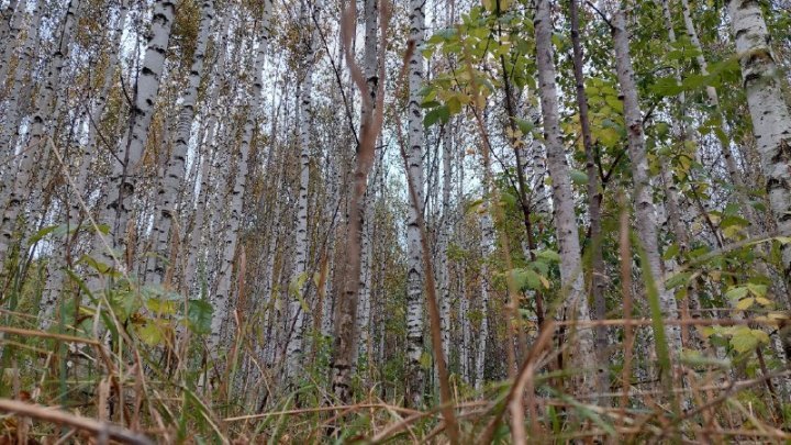 В Кузбассе ушедшего в лес 92-летнего пенсионера нашли мертвым
