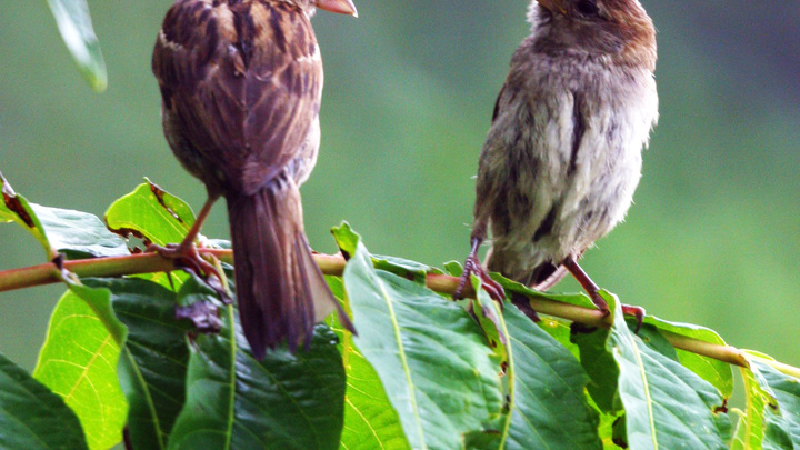 Жители Самарской области обратили внимание на странный птицепад