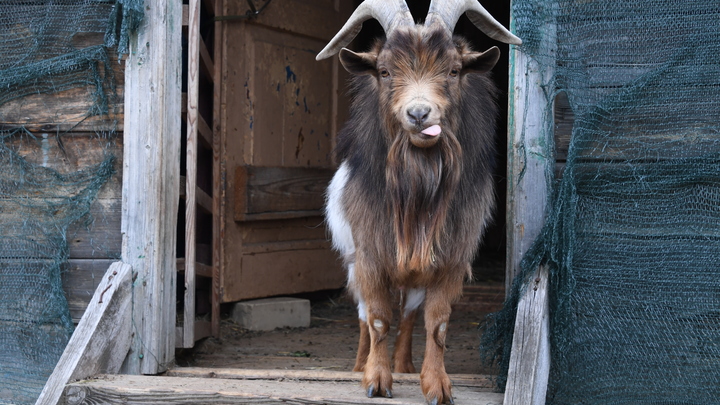 Власти Новороссийска потеряли 420 тысяч рублей, отдав их аферисту на развитие несуществующей фермы