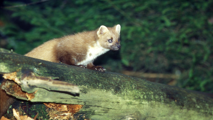 С какой целью проникли?: необычного шпиона обнаружили в новосибирском Институте ядерной физики
