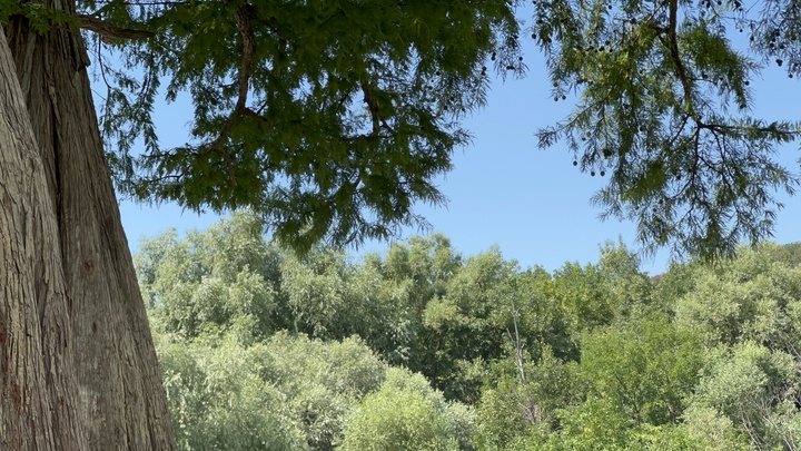 В Краснодаре этой осенью высадят 4,5 тыс. декоративных деревьев