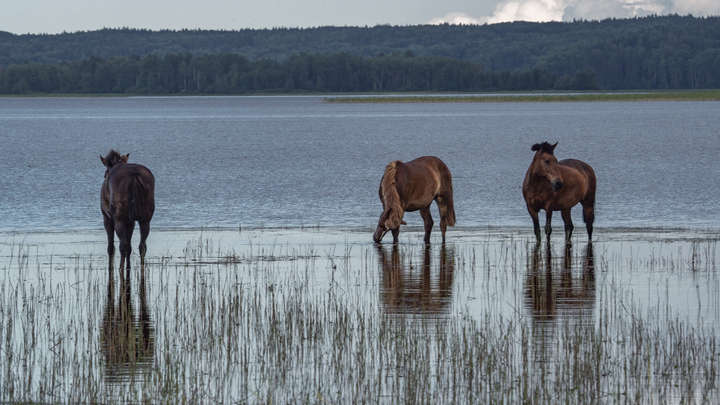 Дюжину оголодавших, больных лошадей спасли из брошенной конюшни на Урале