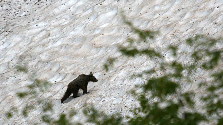 В Сочи медведи угрожают туристам