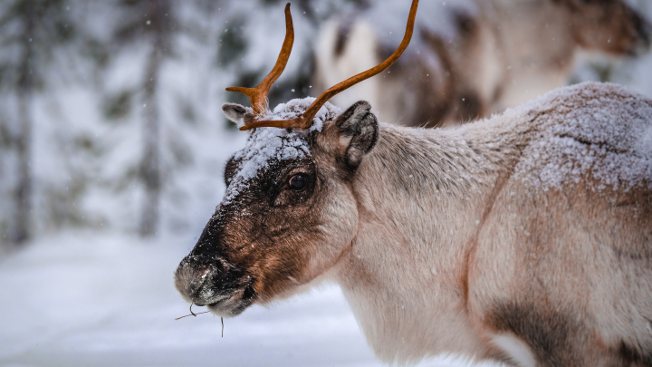 В Финляндии обвиняют Россию в гибели северных оленей