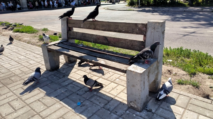 Народные приметы 29 июля: Афиноген, Птичий День и первые снопы жатвы