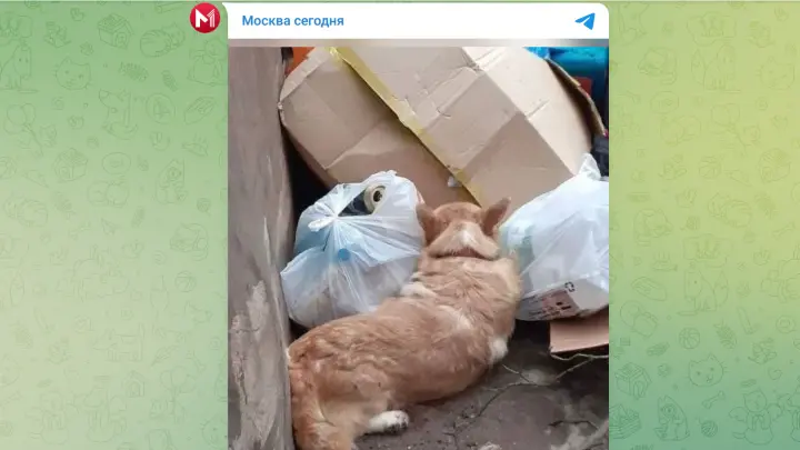 В Люберцах заводчики выбросили корги в мусорный бак