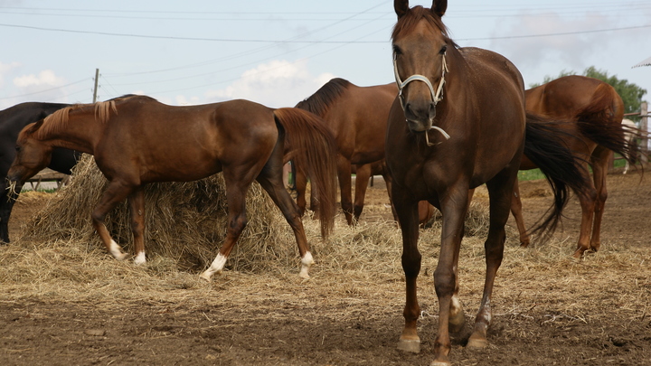 Торчащие рёбра и сбитые холки: владелец конного проката в Анапе издевается над лошадьми — источник
