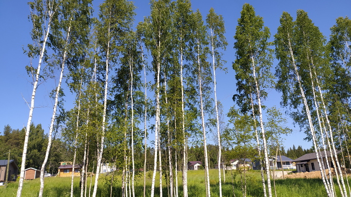 Документальный фильм режиссёра Юрия Шиллера оцифрован в Новосибирске