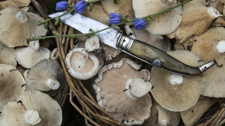 В Крыловском районе за 1,8 млрд рублей откроют ферму по выращиванию шампиньонов