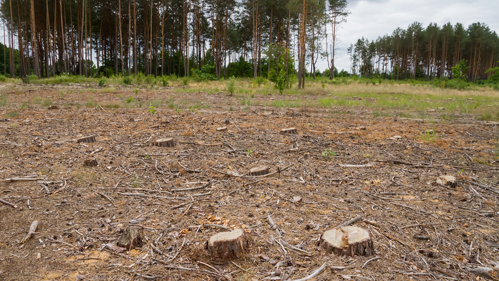 Мешали стройке: В Тимашевске мужчина незаконно спилил пять деревьев на 190 тысяч рублей