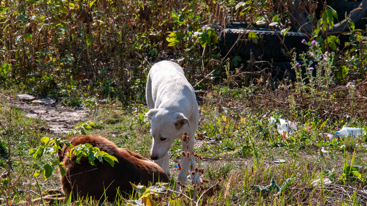 Власти Сочи перенесли открытие муниципального приюта для бездомных животных