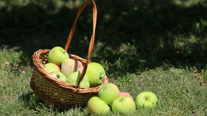 То, что вы съели совсем немножко - это иллюзия: Мясников опроверг пять популярных мифов о здоровом питании