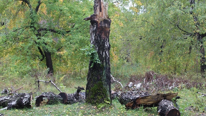 Житель Ростовской области может угодить в тюрьму за кражу зеленых насаждений