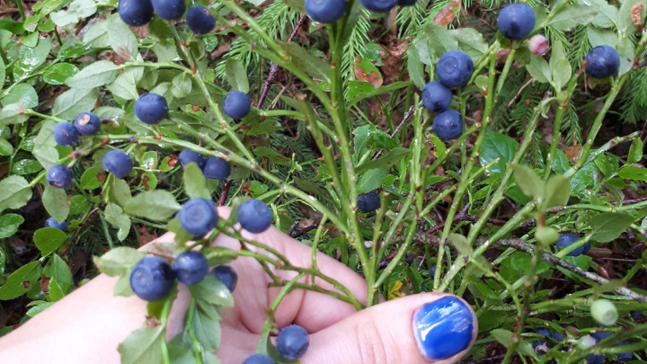 Держит сахар в норме: ученые назвали самую полезную ягоду
