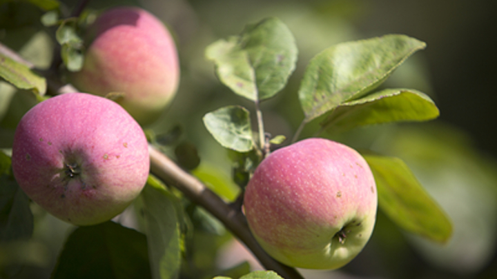 Как защитить деревья на участке: Советы садовода для дачников