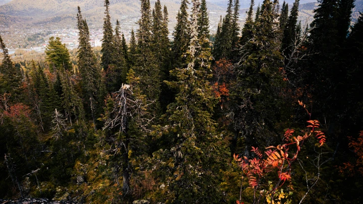 «Шансы выжить малы»: поиски Усольцевых продолжаются