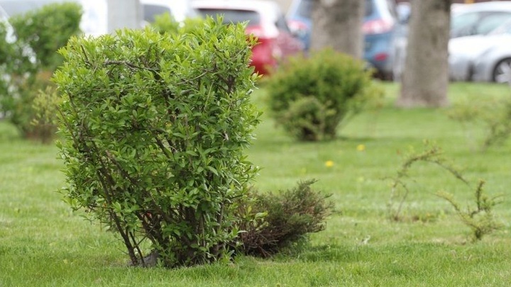 Сквер в центре Краснодара назовут в честь композитора Рахманинова