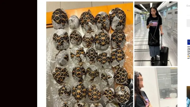 В аэропорту Таиланда задержали девушку с 30 черепахами на теле