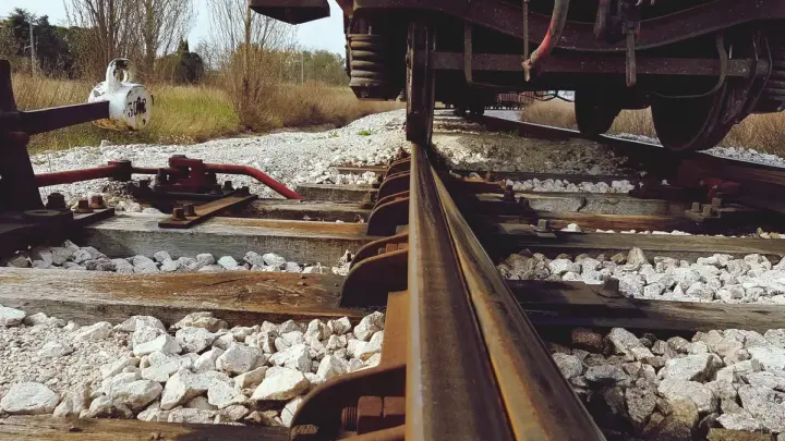 Поезд в Польше сбил стадо зубров