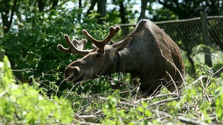 Лоси на дорогах: Животные бросаются под колёса машин - гибнут люди