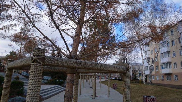 Почему сохнут деревья в Парке Ангелов на месте сгоревшей «Зимней вишни»