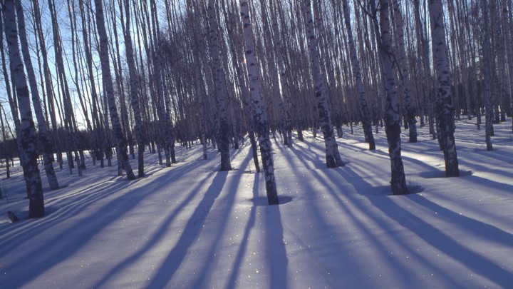 Спасите Берёзовую рощу: на обращение жителей Екатеринбурга к Путину отреагировал глава СК