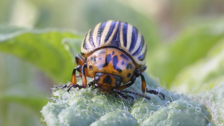 Октябрина Ганичкина оценила погоду и говорит, что садоводы могут не бояться тли и колорадских жуков