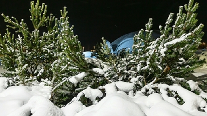 В Сочи заработал пункт утилизации новогодних ёлок