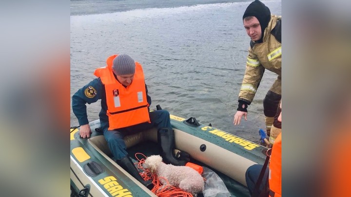 Под Челябинском собака дрейфовала на тающей льдине
