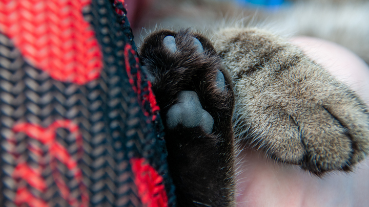 В Москве пенсионерка случайно постирала кошку