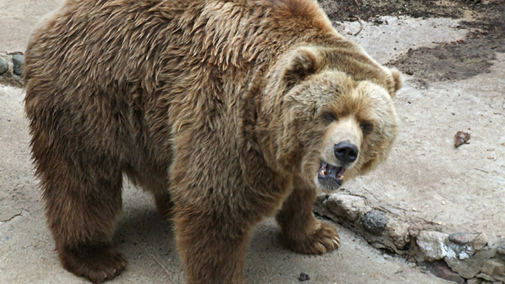 В Костроме весь день гулял медведь: Хищника удалось поймать лишь вечером