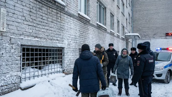 Заживо погребенные: в общежитии подмосковного вуза замуровали кошек в подвале