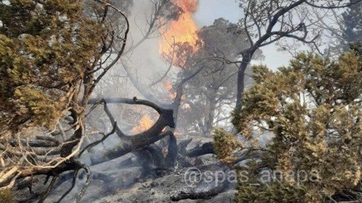 В Анапе локализован лесной пожар