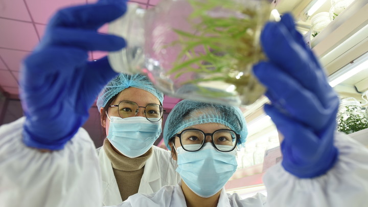 В Китае хотят превратить комаров в летающие вакцины