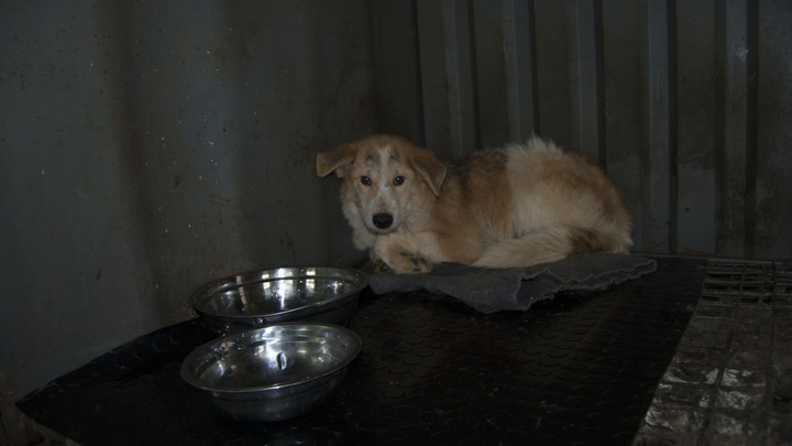 Фото предоставлено Царьграду волонтёрами.