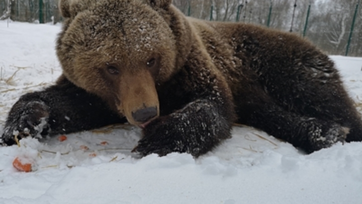 Американец набросился с кулаками на медведя: Десятисекундный бой попал на видео