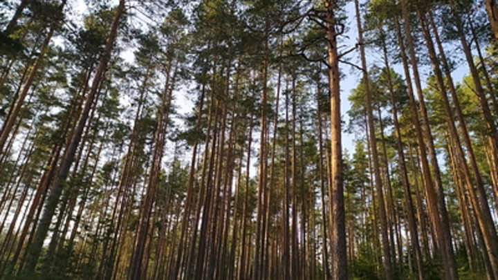 Шашлычная вместо леса. Чиновники позволили мигрантам начать зачистку