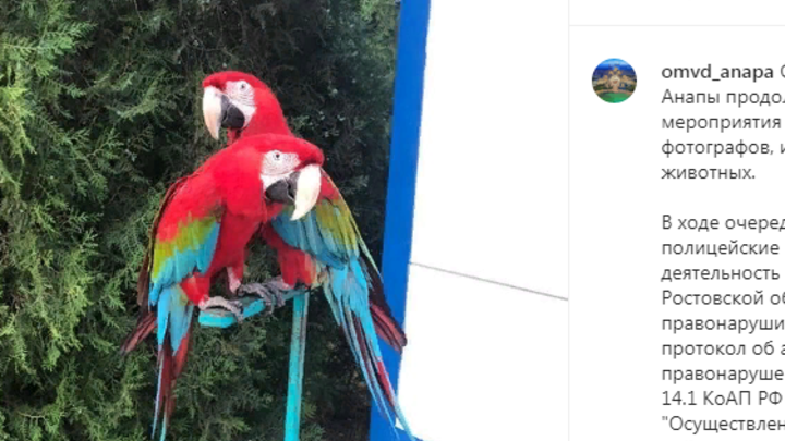 В Анапе полицейские оставили уличного фотографа без попугаев