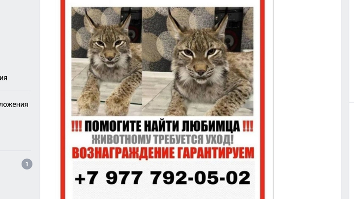В подмосковном Щелково сбежала домашняя рысь